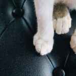 How To Stop Cats From Scratching Leather Furniture