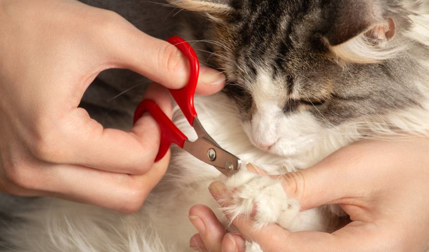 Keep Cat Nails Trimmed